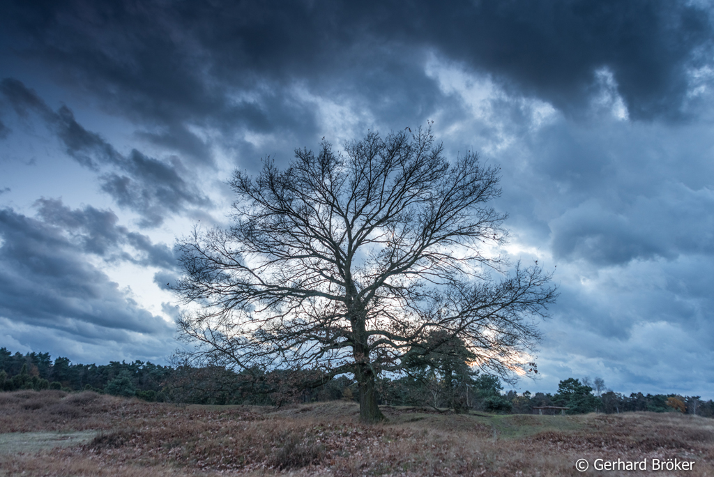 Westruper Heide