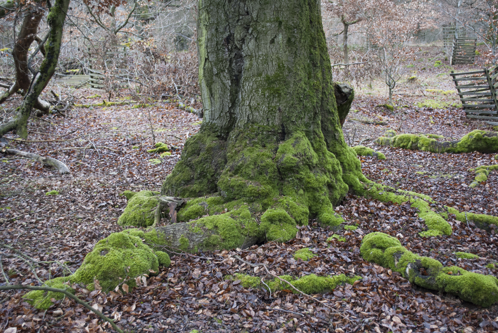 Hütewald Albershausen