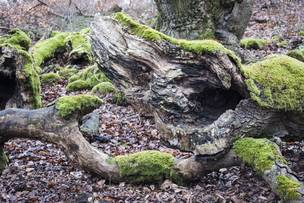 Hütewald Albertshausen  Ulrich Timm