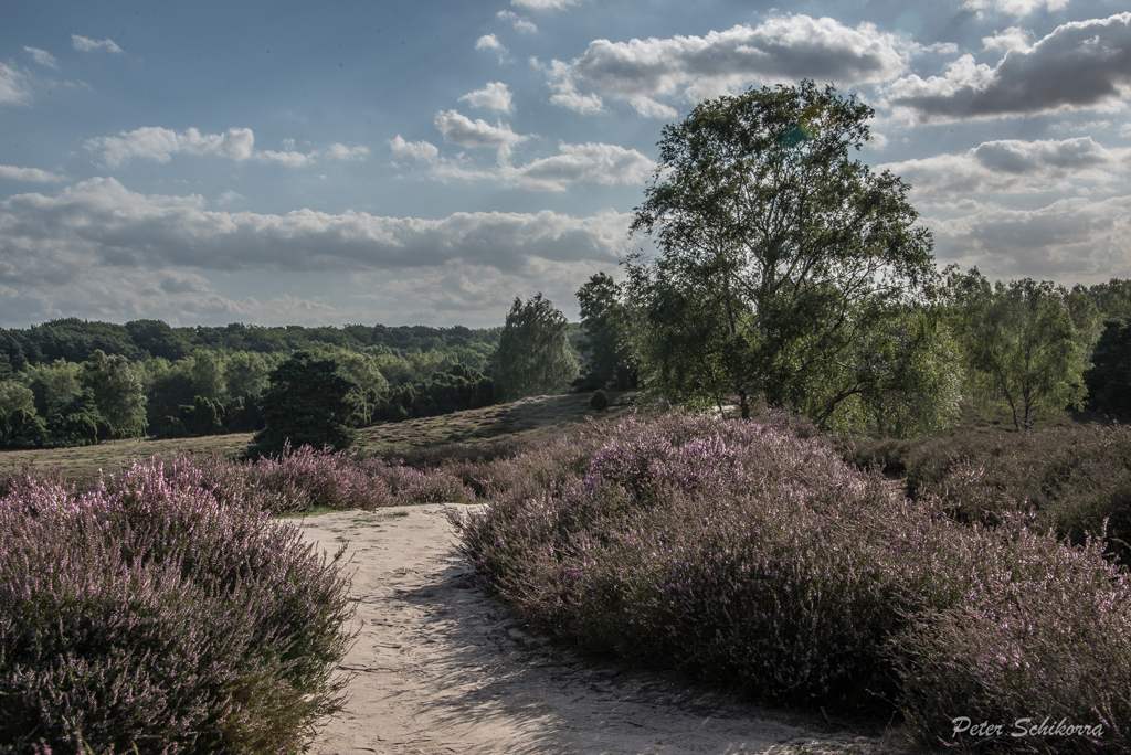 Westruper Heide