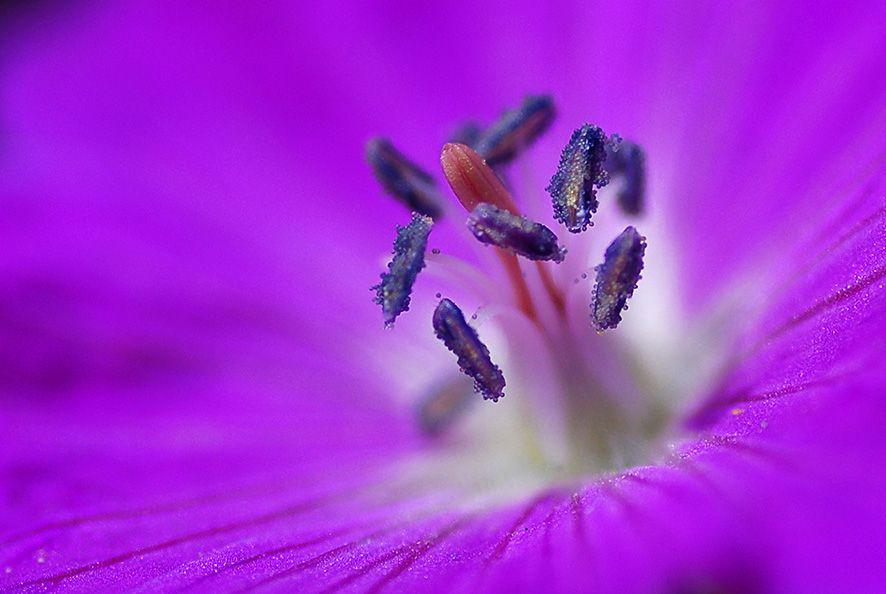 Pollen